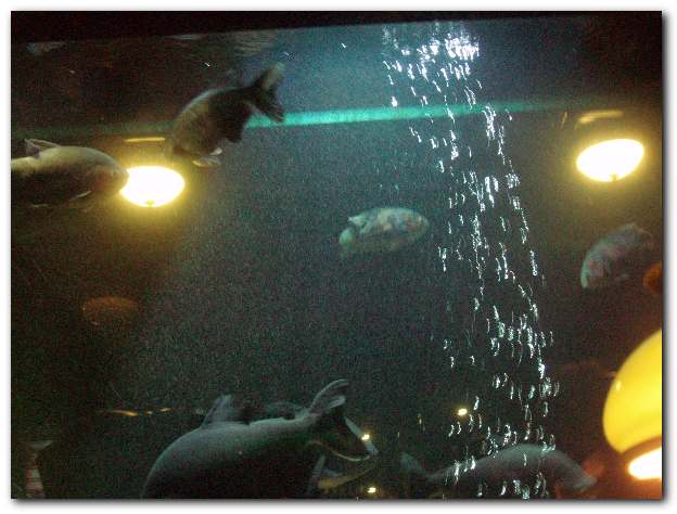 624x474 pixels (38K)